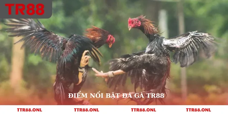 Điểm nổi bật đá gà Tr88